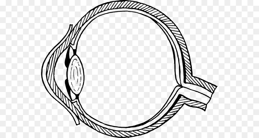 Clipart-Augenmuster Diagramm Menschliches Auge - Augen Hintergrund Png Sehnerv