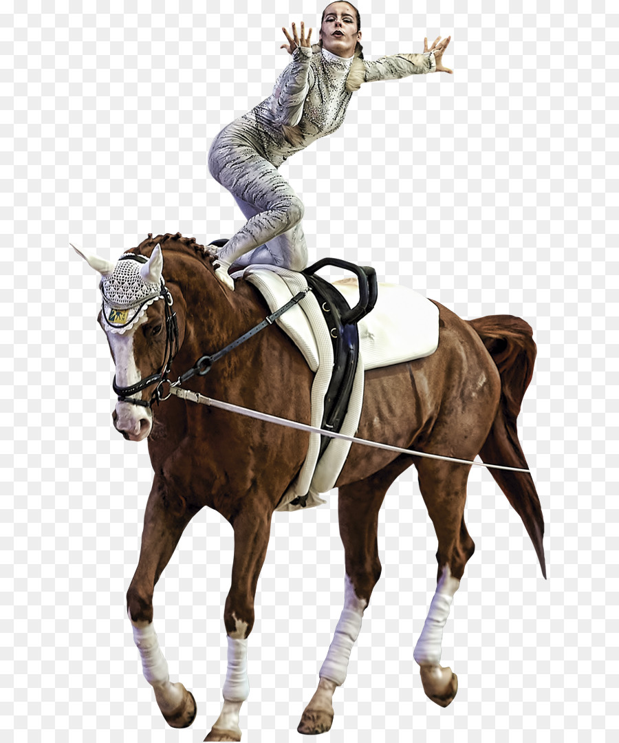 Stallion Bridle di cavallo equestre - coppa del mondo
