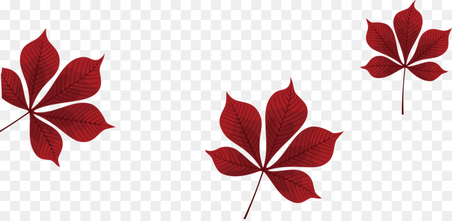 Petal Maple leaf Vector Graphics Đồ họa mạng di động - phong khung png đỏ