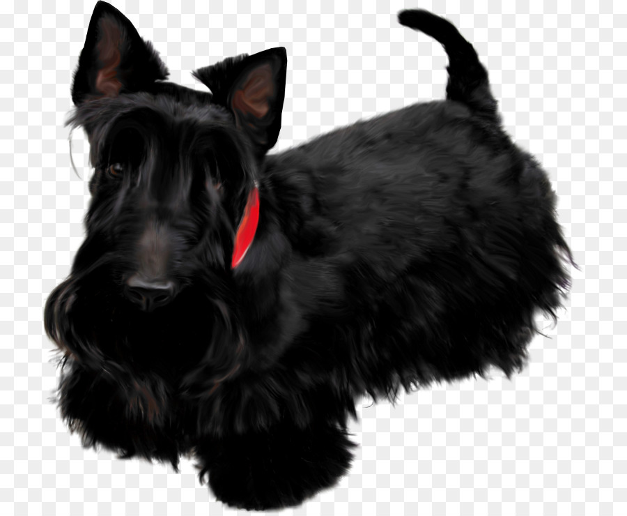Labrador-Apportierhund-schwarzer russischer Terrier-Bulldoggen-Pudel - Vatertagsgeschenkgrenze png Terrier