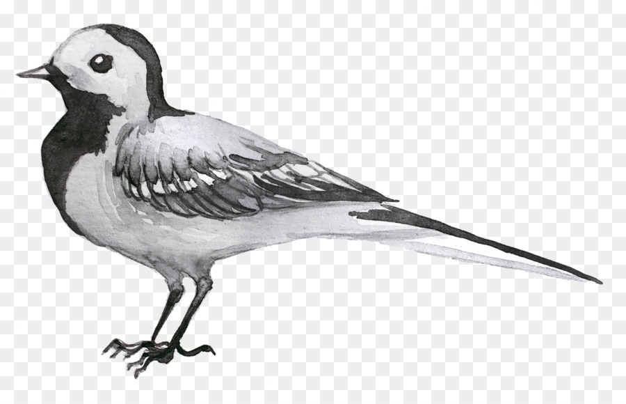 Amerikanische Spatzenschnabelfinken / m / 02csf Watvögel - kleine Vögel Abzeichen