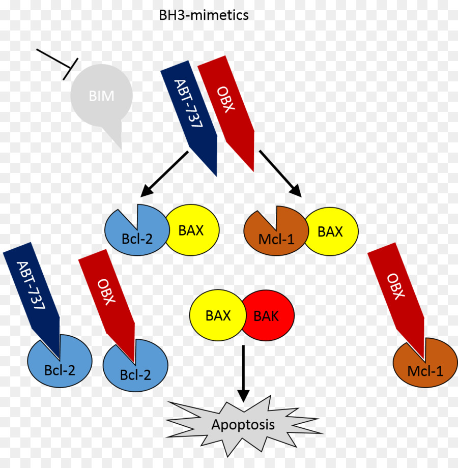 Folliculina della famiglia di apoptosi Bcl-2 MCL1 - potentialinduced degrado
