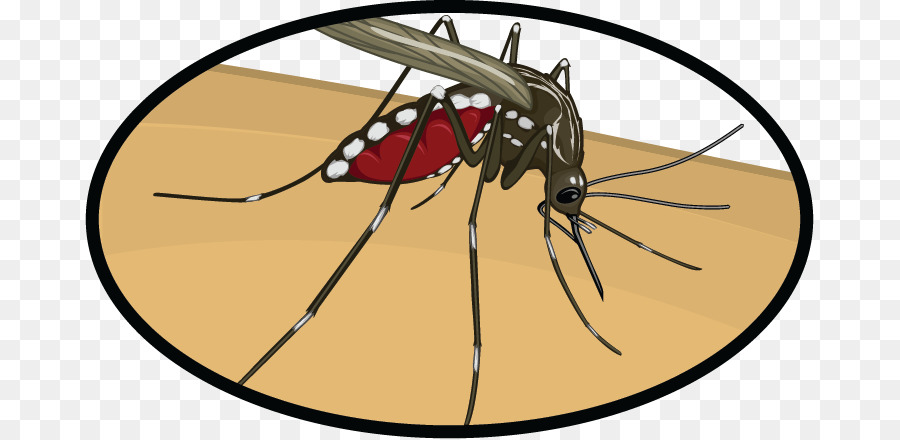 Zanzara Insetto ClipArt Zika virus Zika febbre - virus delle zanzare clip art png zika