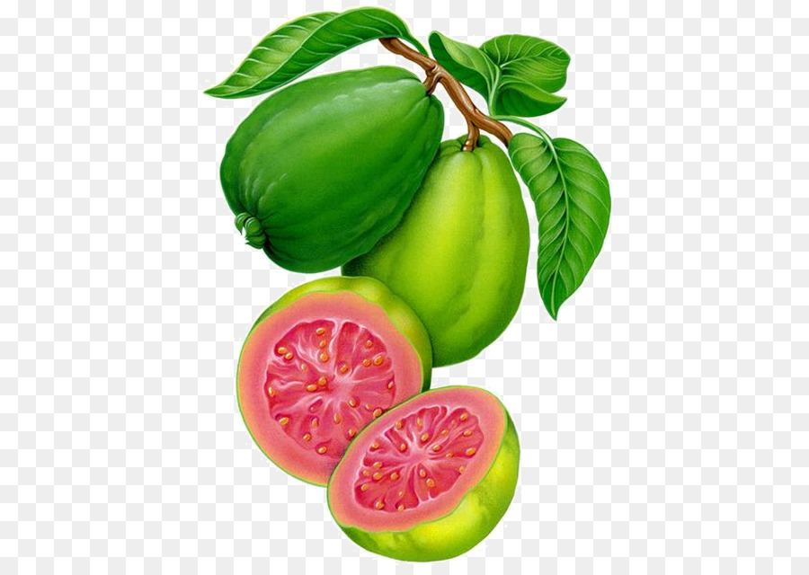 Guaven-Aquarellmalerei-Frucht-Zeichnung - Wüsten-Feigen-Png-Frucht