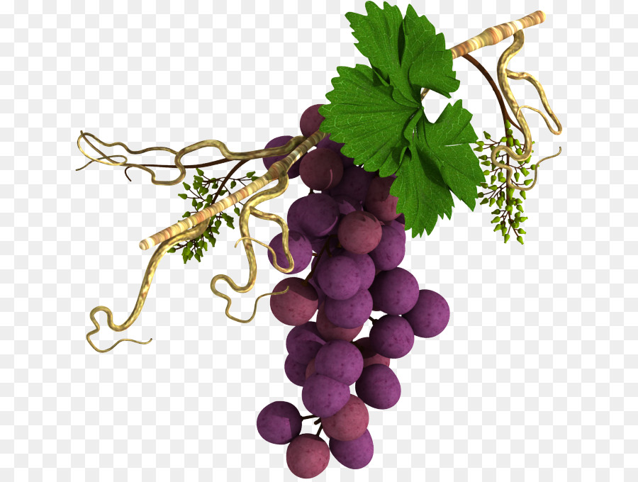 Sultana Common Grape Vine-Wein-Frucht - Traube