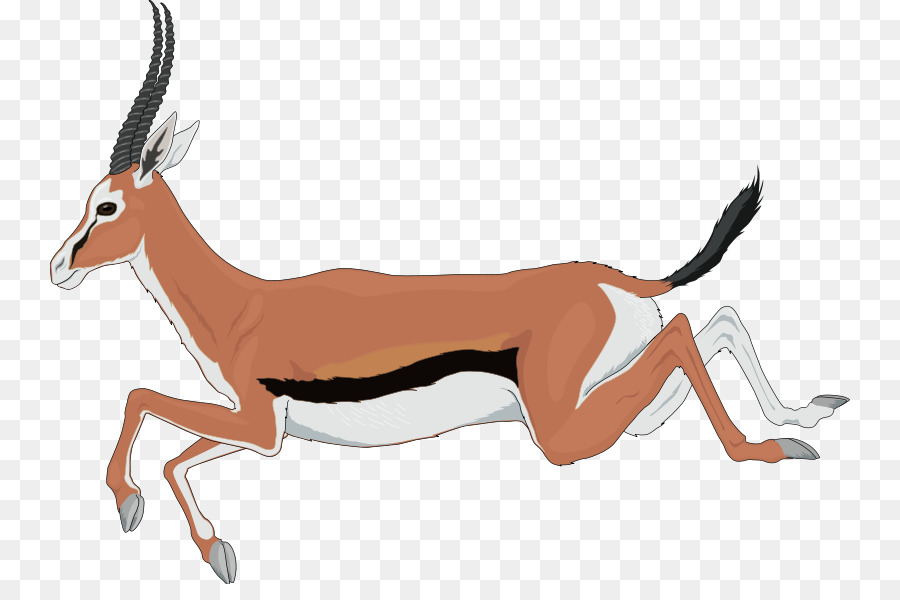 Antilope Pronghorn ClipArt Portable Network Graphics Gemsbok - springbok