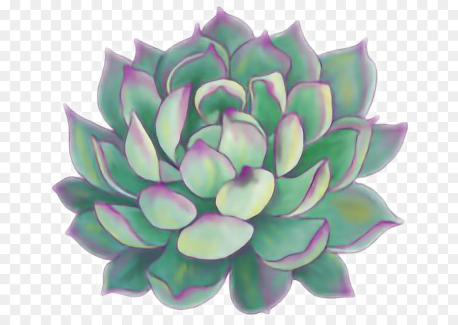 Kmart Adesivi botanici Pianta succulenta Piante Cactus - flora png profumata j