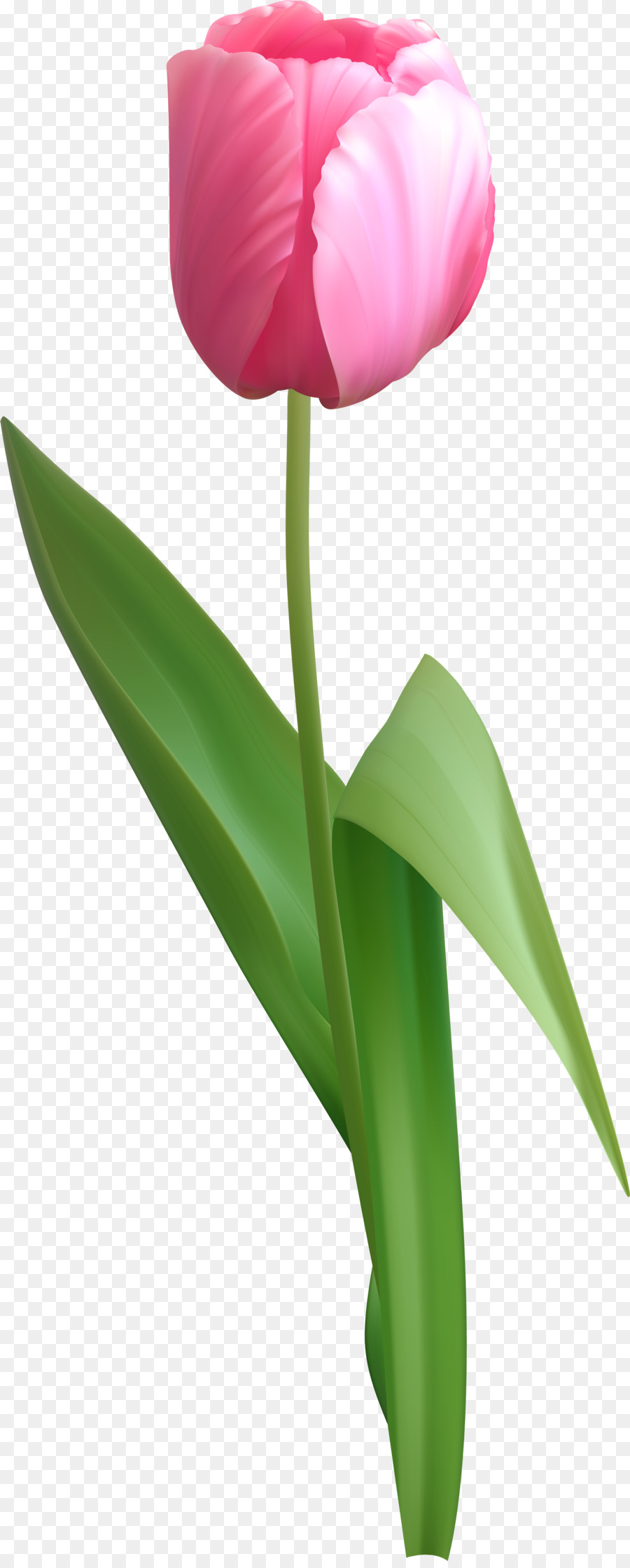 Đồ Họa Mạng di động Clip nghệ thuật Tulip Ảnh Hoa - 