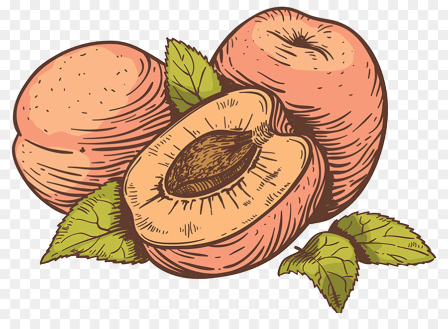 Clip nghệ thuật đồ họa Vector Minh họa Fruit Peach - thực phẩm tự nhiên acai png