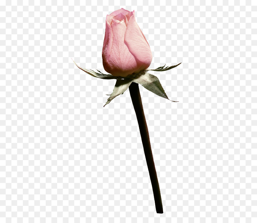 Rose da giardino Rosa cavolo Fiori recisi Fotografia di natura morta - rose mirto png arumlily