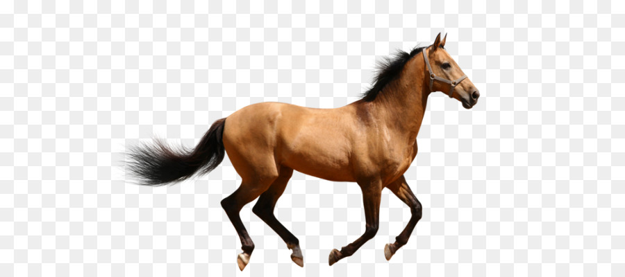 Immagine di cavallo mulo asino mulo - cavallo bling