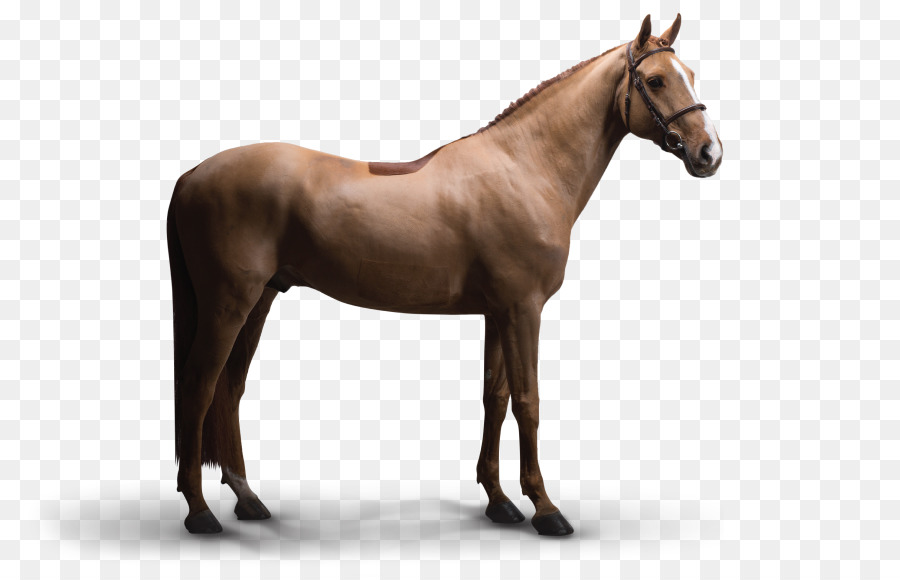 Mustang thuần chủng Clip nghệ thuật Mane Stallion - Icarus