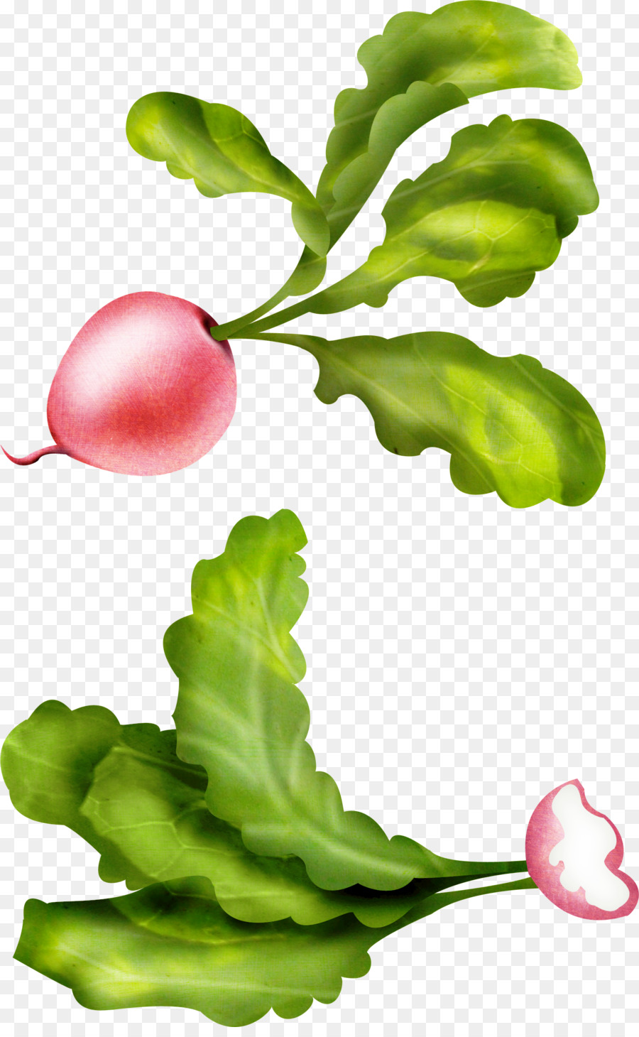 Vườn củ cải Đồ họa mạng di động Clip nghệ thuật Daikon Image - củ cải trắng png cai