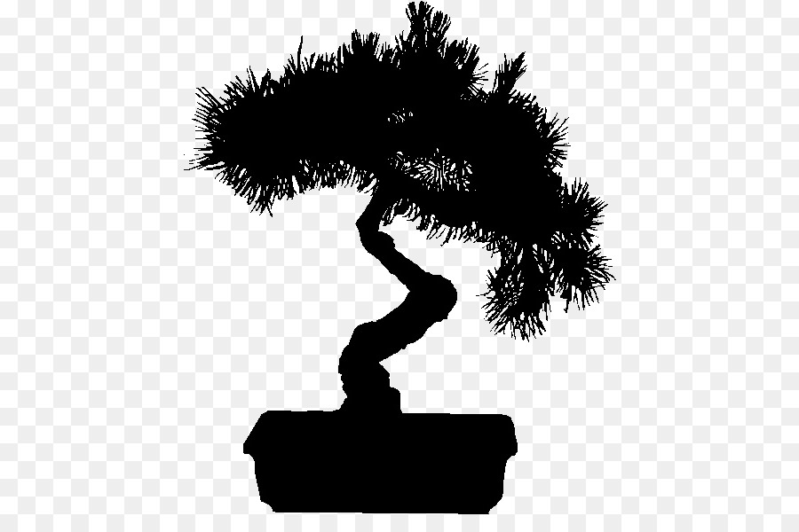 Cây cảnh Clip cây nghệ thuật Trung Quốc cây du - giấy nhám vả bonsai