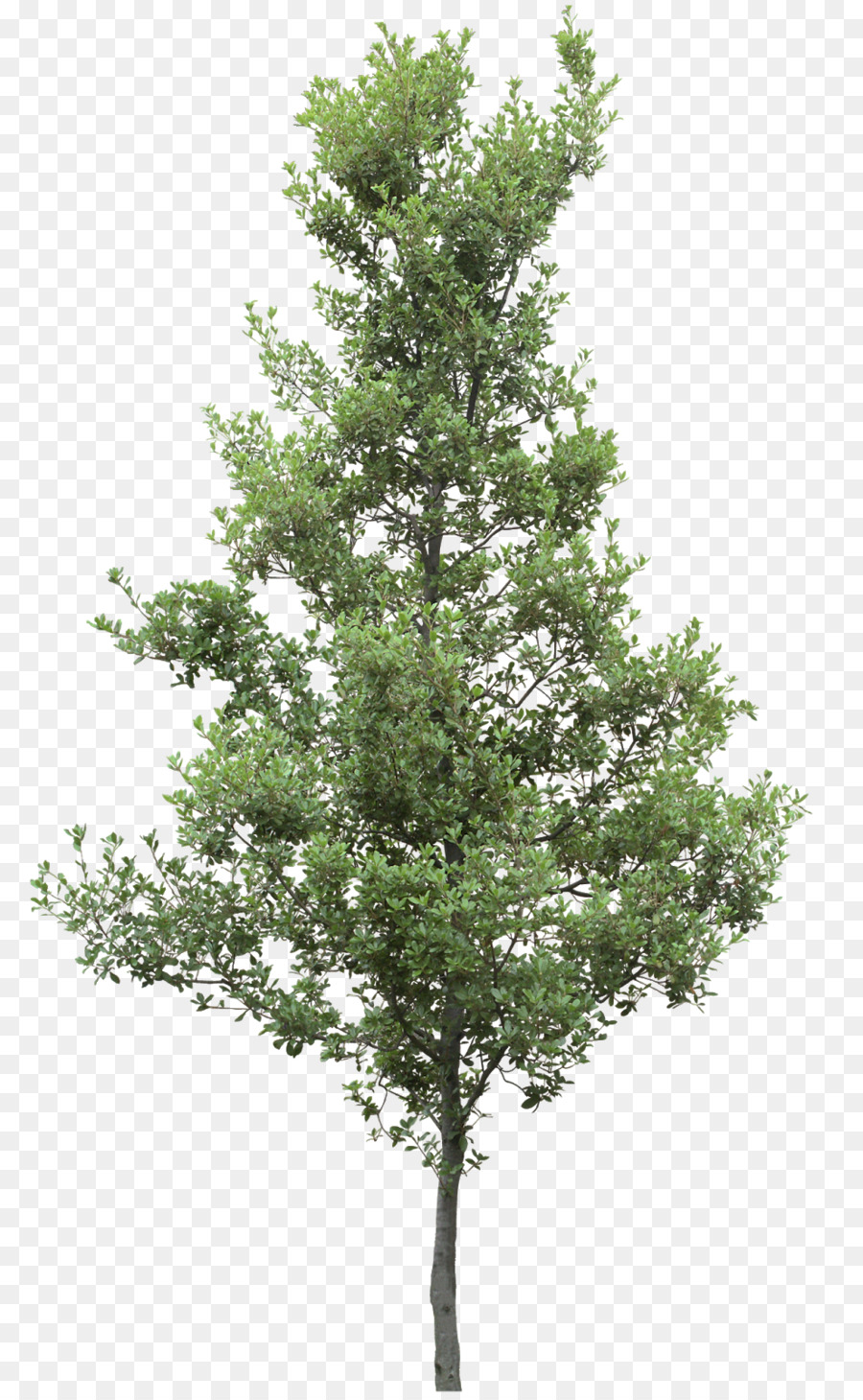 Immagine di grafica di rete portatile Psd Tree Tree - Hackberry PNG Hackberry Tree