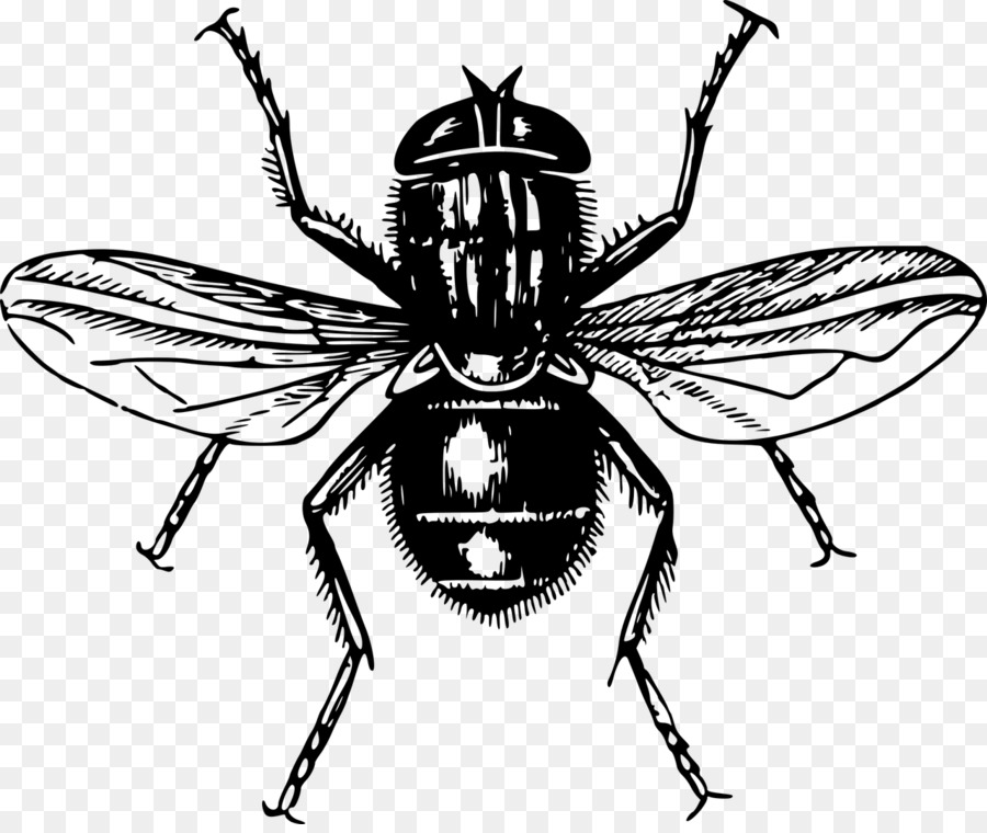 Clip nghệ thuật Đồ họa mạng di động Đồ họa vector Lord of the Flies Fly - sâu bọ png hoa