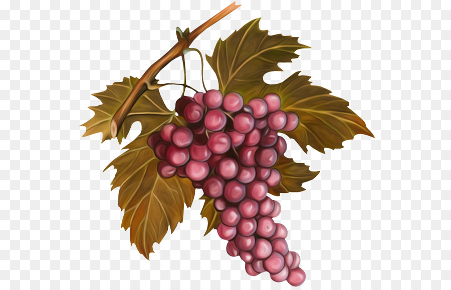Dầu hạt nho Rượu vang Vignoble de Chablis - nho png nho