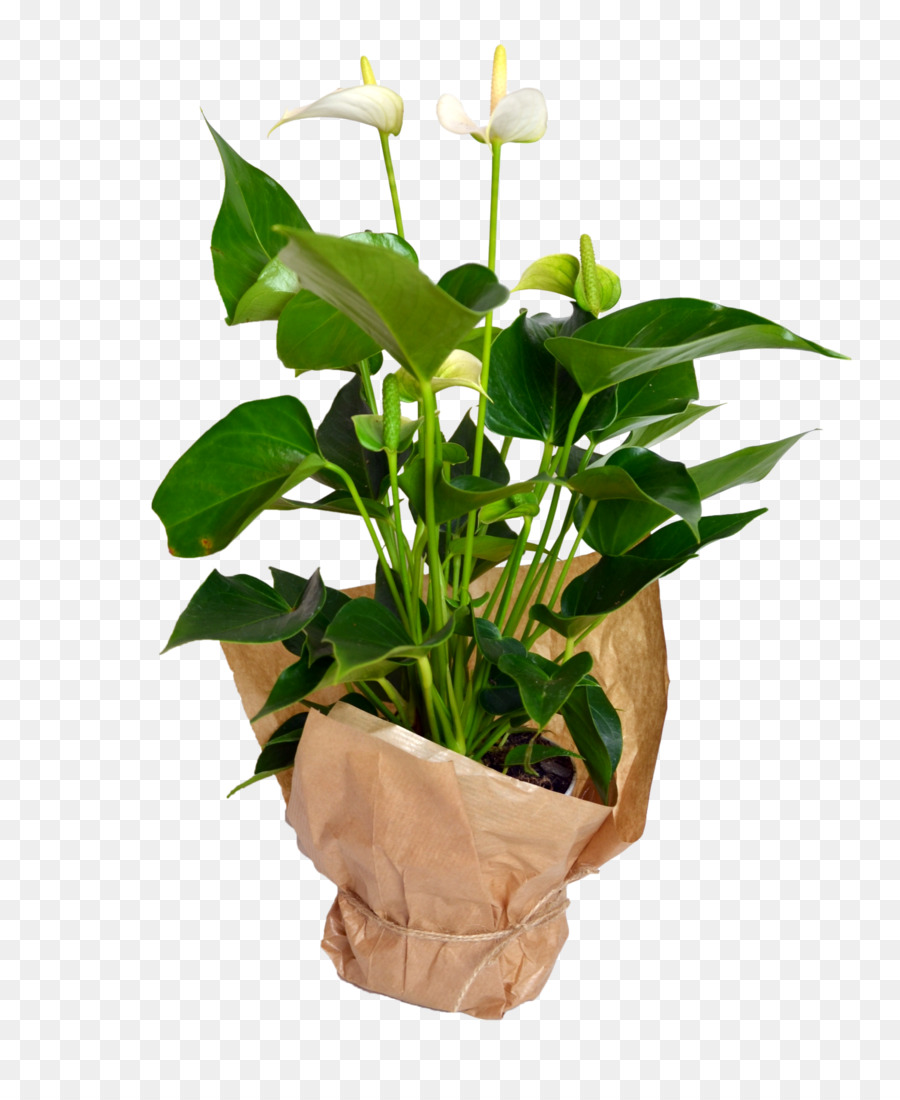Fiori recisi Vaso da fiori Stelo vegetale Pianta da appartamento Pianta da fiore - pianta di anthurium png anthurium