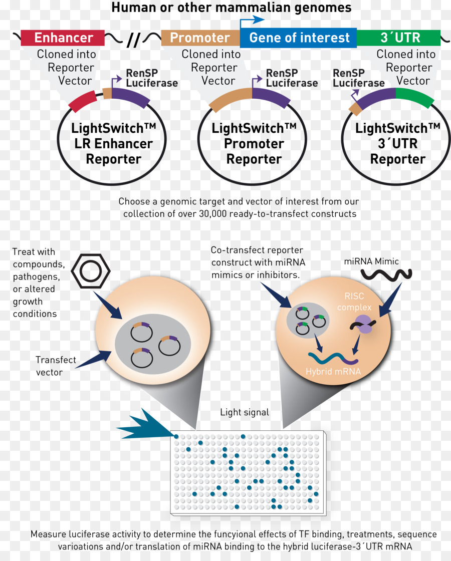 Genomica funzionale Reporter gene Clip art Genome - luminescenza
