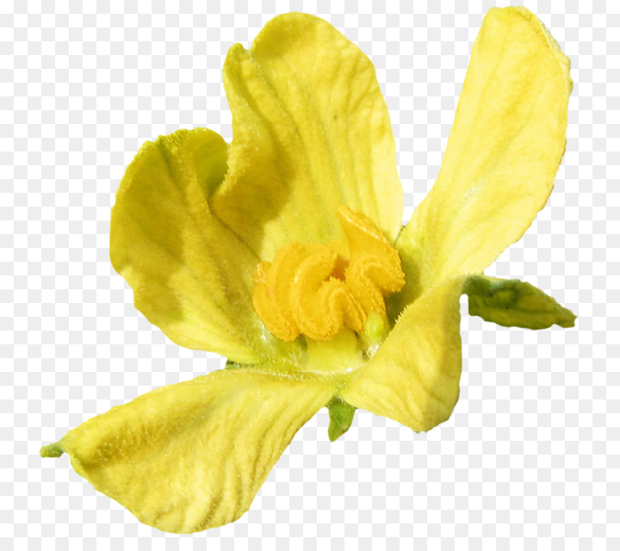 Immagine di arte grafica di rete portatile fiore di anguria - canna png canna flower