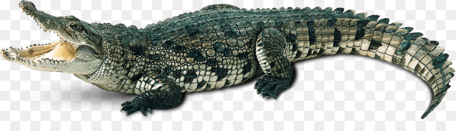 Krokodil Krokodile Portable Network Graphics clipart Bild - Alligatorapfel png Eidechse Alligator