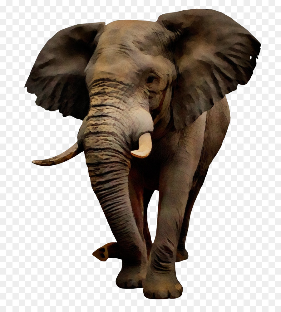 Voi châu Phi Đồ họa mạng di động Hình ảnh con voi Ấn Độ - png tải ...
