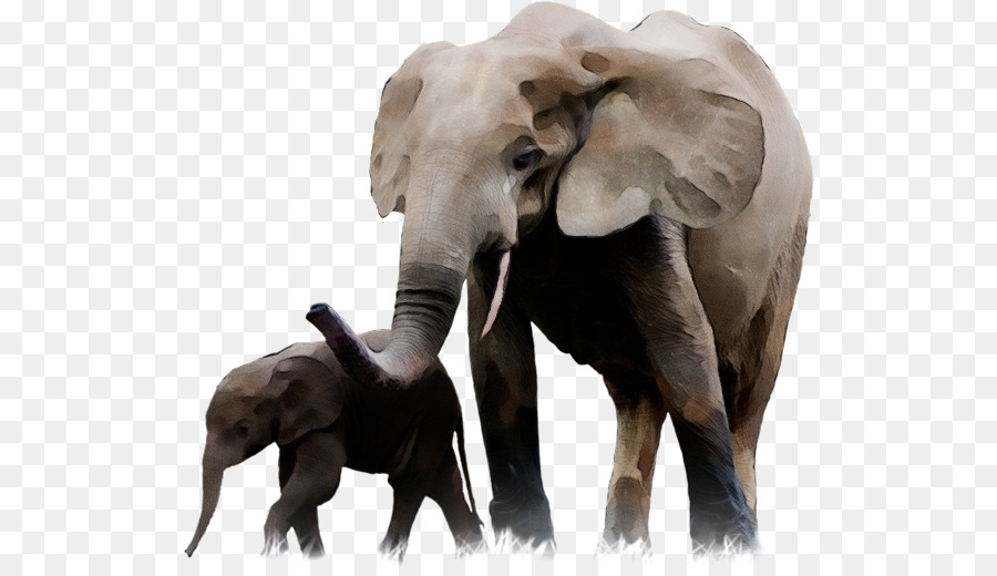 Elefante africano del cespuglio dell'elefante indiano che disegna zanna - 