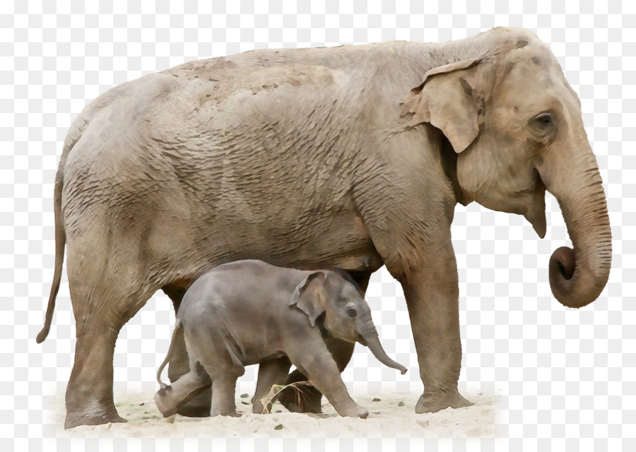 African bush elefante Portable Network Graphics L'elefante africano Elefante africano foresta - 