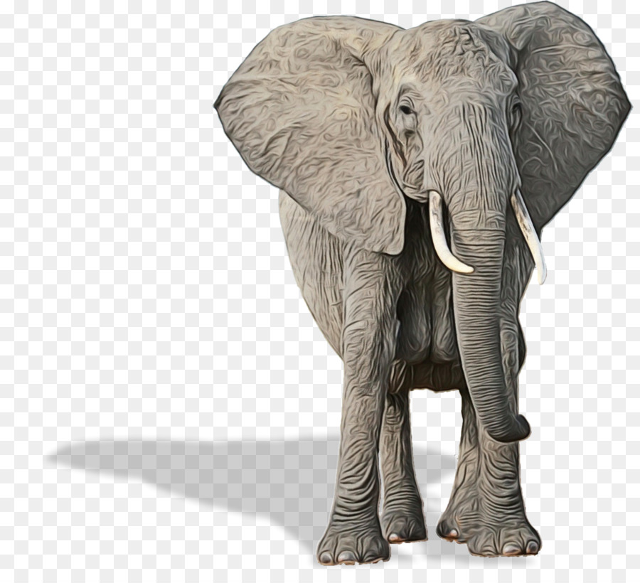 Indischer Elefant Afrikanischer Elefant Wilderei - 