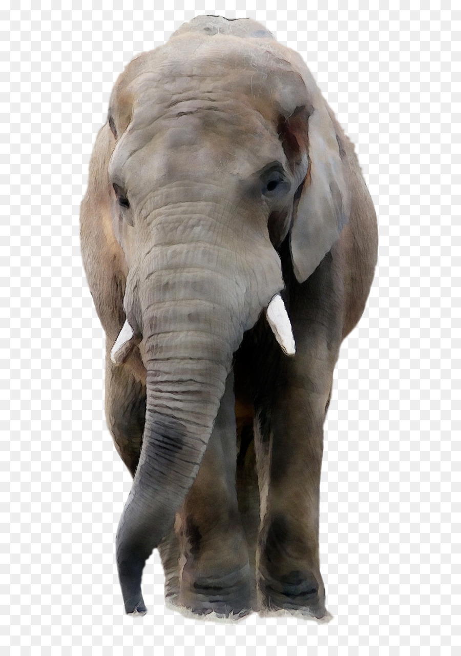 Đồ họa mạng di động Con voi châu Á Hình ảnh máy tính để bàn - 