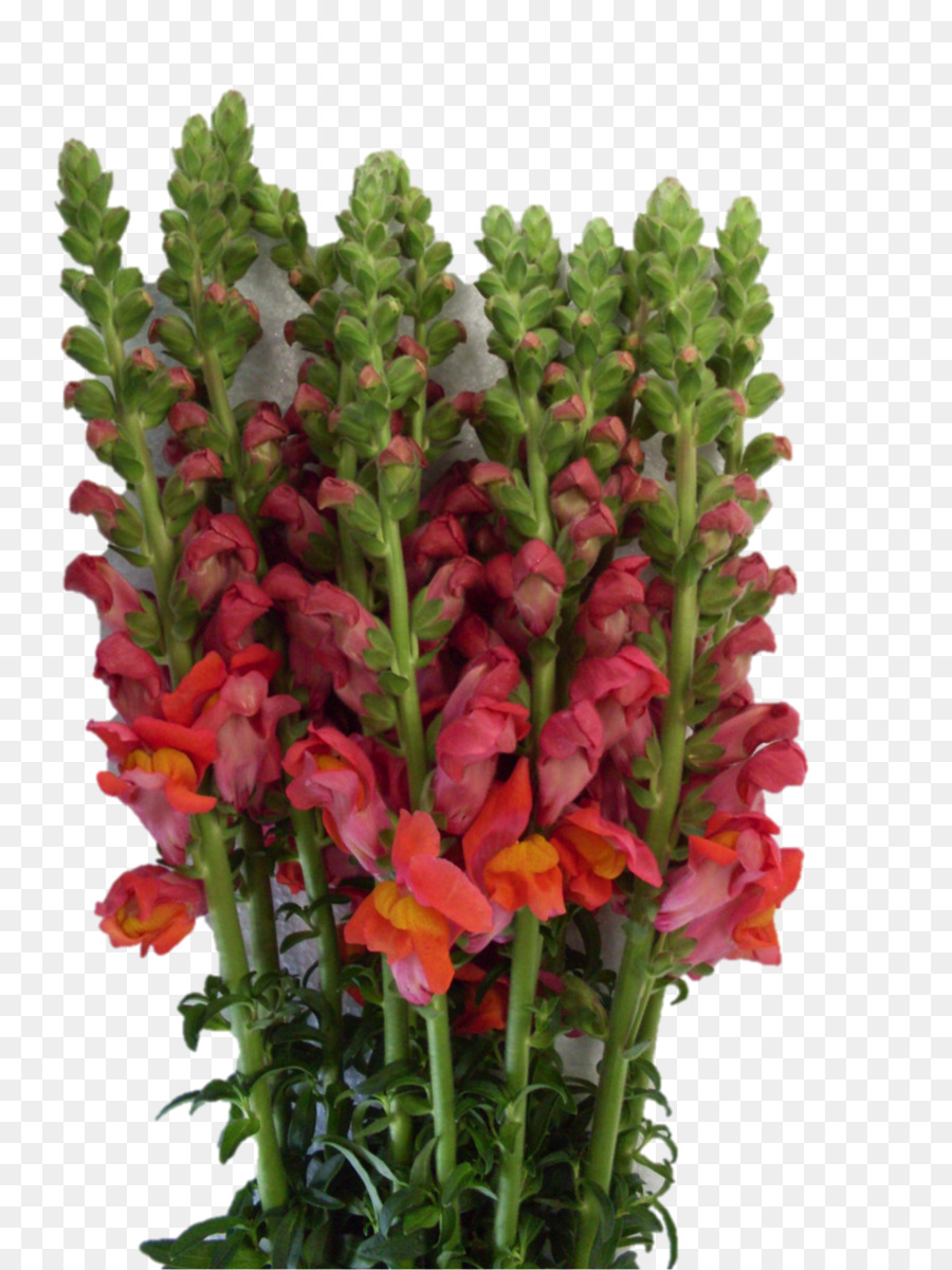 Schnittblumen Bild Portable Network Graphics Pflanzenstängel - Antirrhinum Majus Png Blütenform