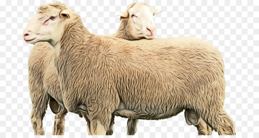Barbary cừu Dê động vật trên cạn Mõm - 