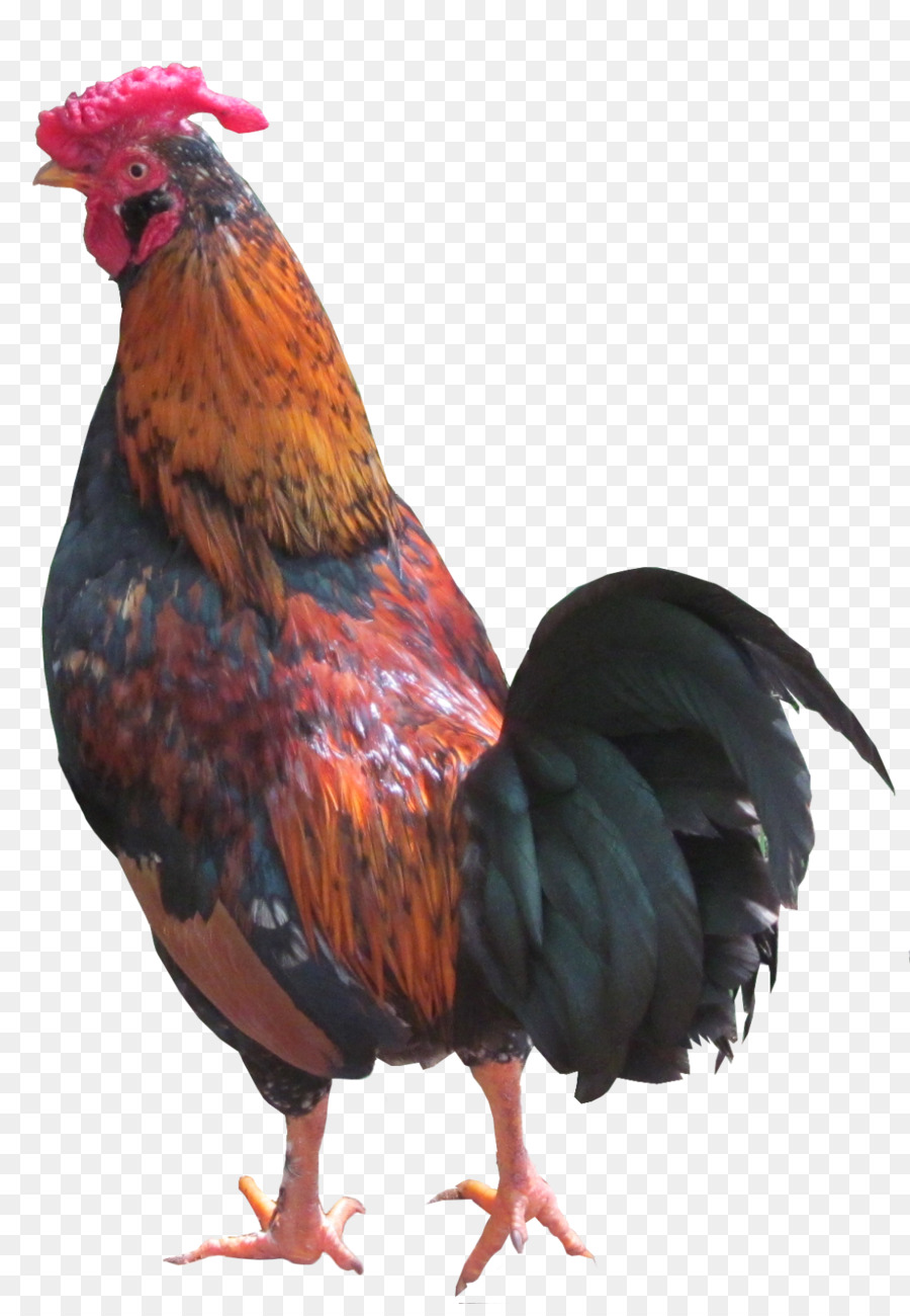 Tragbare Netzwerkgrafiken Chicken Football Rooster Image - pavao poster