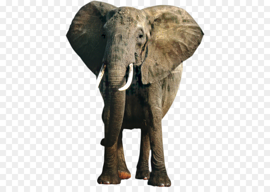 Asiatischer Elefant Afrikanischer Buschelefant Weltelefantentag Fotografie auf Lager - 