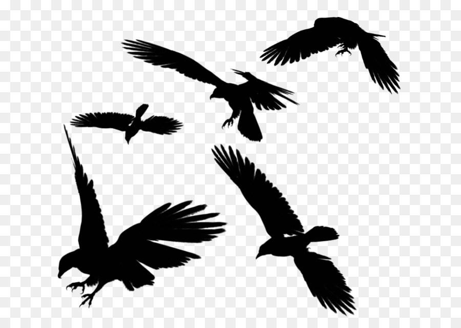 Portable Network Graphics Clip art Immagine raven comune del corvo - 