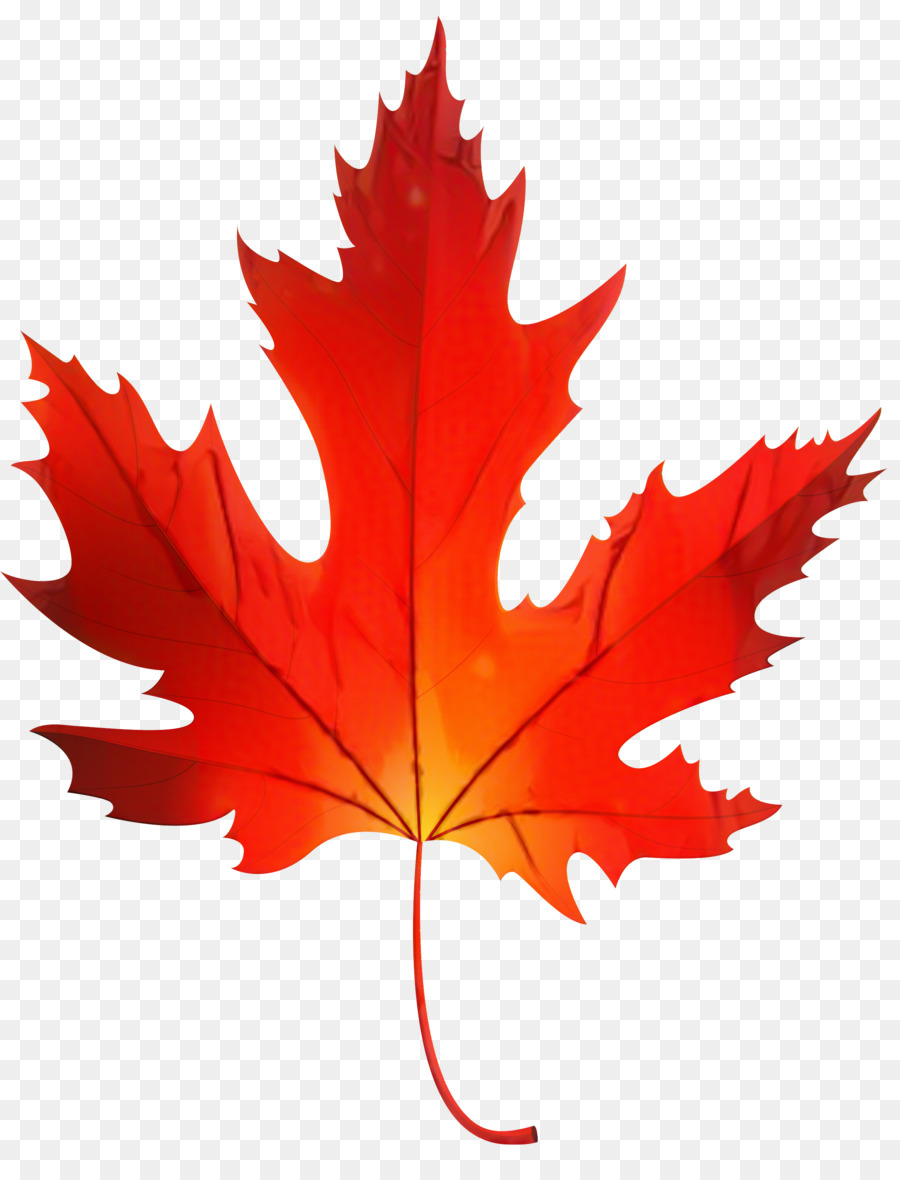 Red Maple Tree png download - 4064*3745 - Free Transparent Leaf png  Download. - CleanPNG / KissPNG
