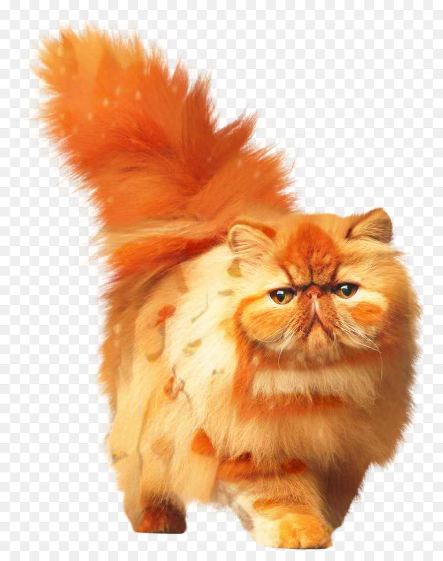 Mèo Ba Tư Anh Shorthair Bengal mèo Xiêm mèo Anh Longhair - 