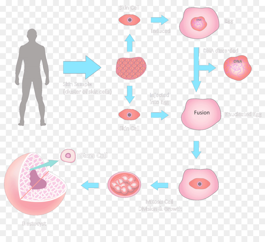 Stem Cell Pink