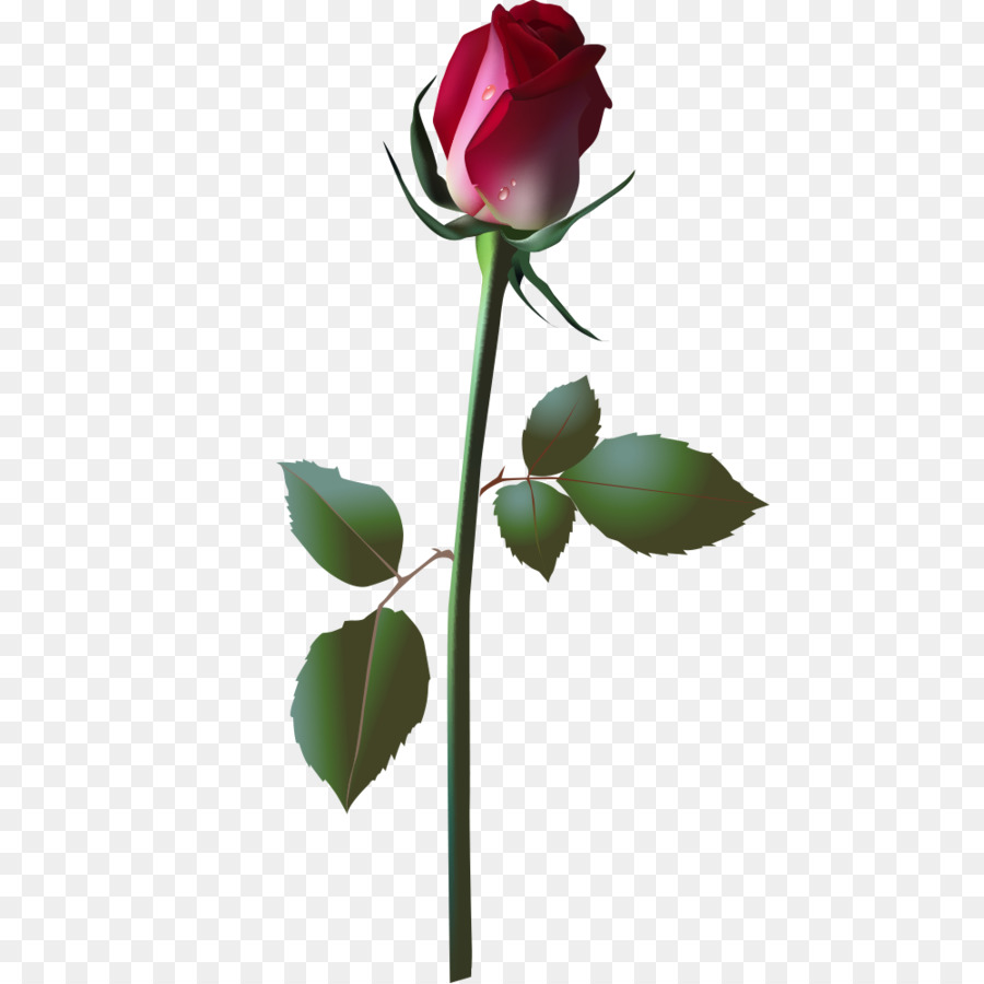 Đồ họa Vector Hoa hồng Clip nghệ thuật Hoa đóng gói PostScript - thực roses