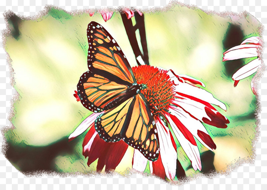 Farfalla monarca Farfalle dai piedi pennuti North Carolina Pieridae Farfalle tigrate - 