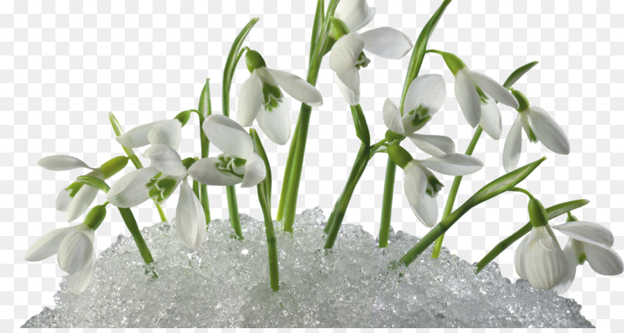 Snowdrop Wallpaper APK for Android Download