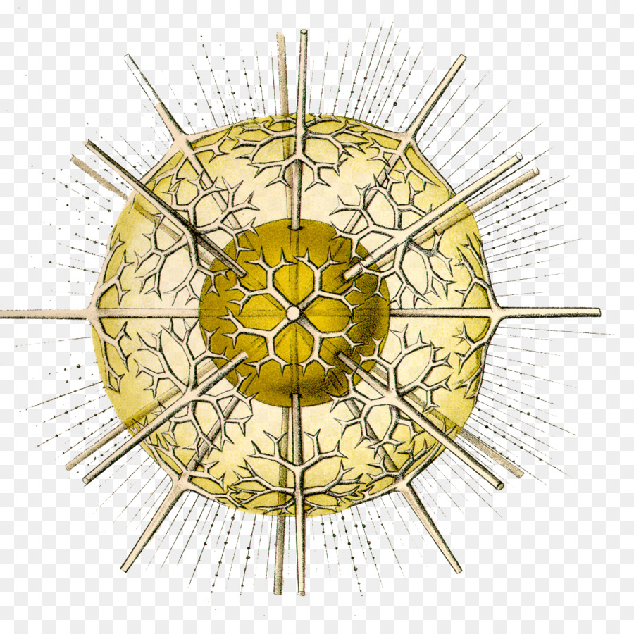 Các hình thức nghệ thuật trong tự nhiên: Bản in của Ernst Haeckel Vẽ bản in Radiolaria - tế bào nhiên liệu sinh vật png phim hoạt hình