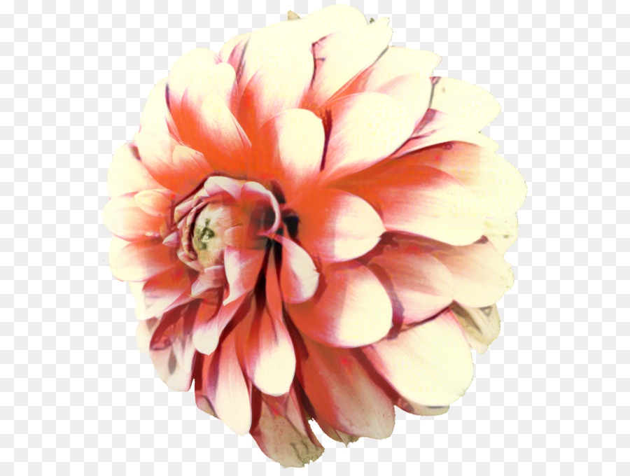 Đồ họa mạng di động Dahlia Clip nghệ thuật Vườn hoa cúc - 