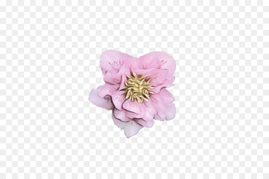 Pfingstrose Schnittblumen Krautige Pflanze Blütenblatt Rosa M - 