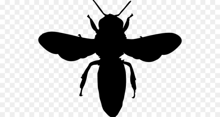 Ong đen châu Âu Đồ họa mạng di động Đồ họa vector Clip nghệ thuật - ong bóng png côn trùng