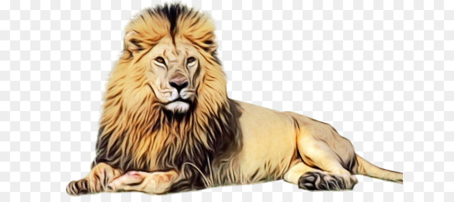 Hình nền máy tính Lion Tiger NSTSE Felidae - 