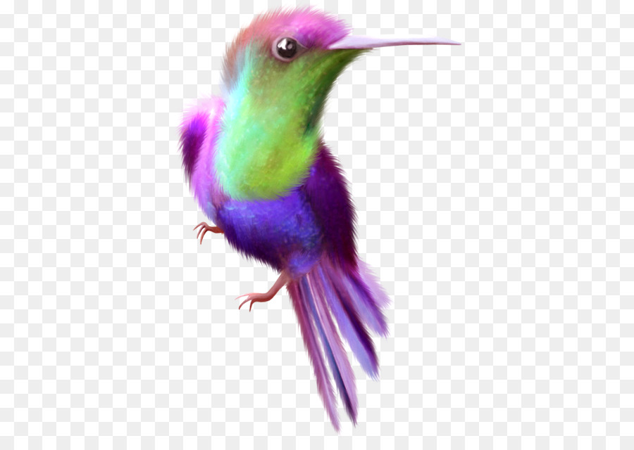 Hình ảnh màu đồ họa mạng di động Hummingbird - lời chúc sinh nhật pumming chim ruồi