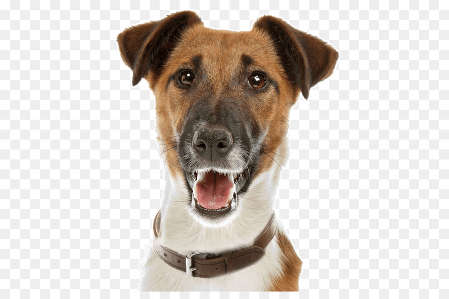 Smooth Fox Terrier Wire Capelli Fox Terrier Airedale Terrier - cane di seta setosa foto png cane da compagnia