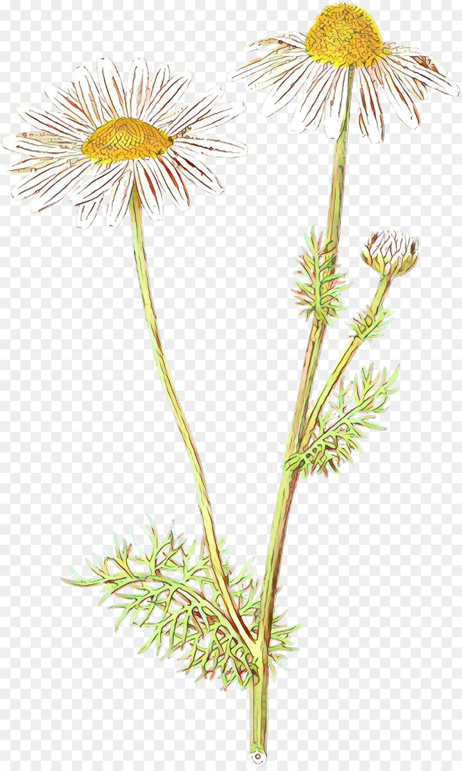 Römische Kamille des Löwenzahn-Chrysanthemen-Ochsenauge-Gänseblümchens Betriebsstamm - 