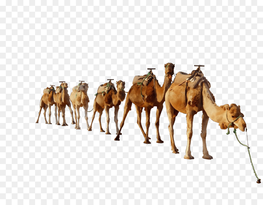 Dromedary PicsArt Photo Studio Image Camel toe editing - 